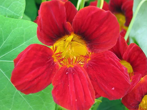 Tropaeolum nanum | Dwarf Nasturtium | 10 Seeds